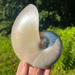 Large Opalescent Nautilus Shell ~ For Ocean Magick, To Connect with Mermaid and Siren Energies