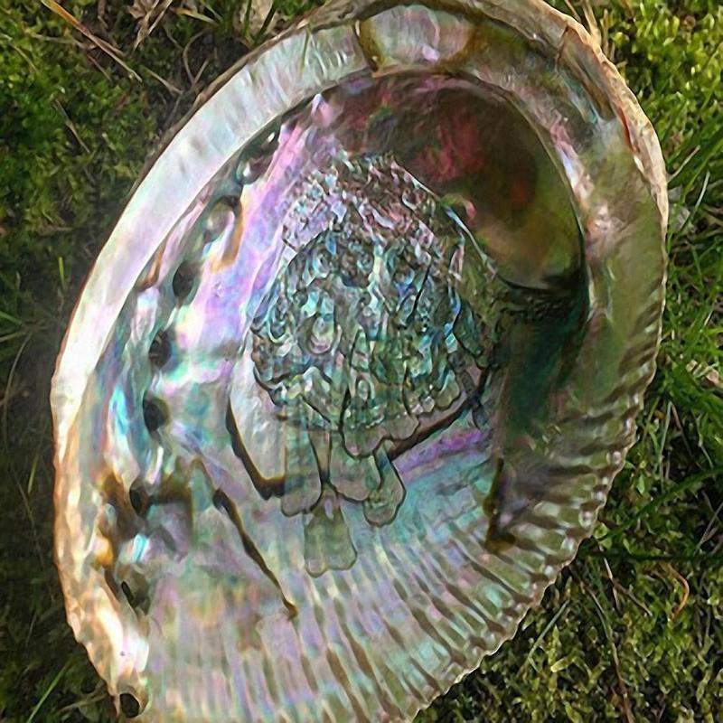 Small Pearlescent Abalone Shell ~ For Smudging and Ceremonial Practices, Cleansing, Protections, Healing, Spiritual Tool - The Velvet Lotus